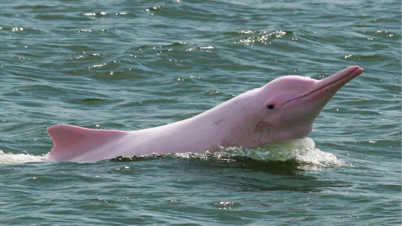 5 Surprising Facts About the Amazon Pink Dolphin