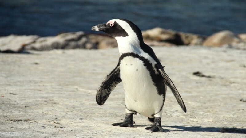 How Many Types of Penguins: Complete Guide 2025