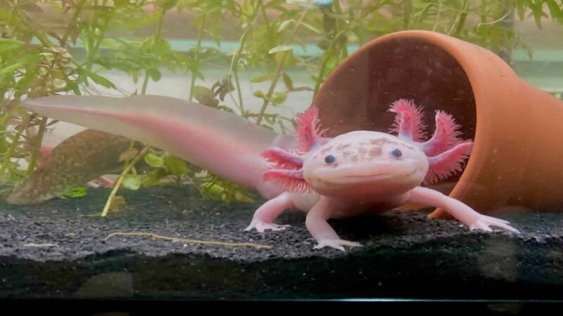 Axolotl Pet Care Guide: Habitat, Diet & Lifespan