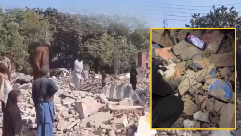 ‘Hundreds of animals killed as LDA demolishes pet market in Lahore,’ shopkeepers say; officials deny claims