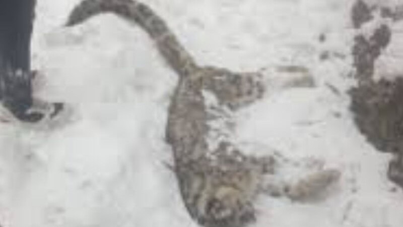 Snow leopard’s mysterious death in Chitral resolved