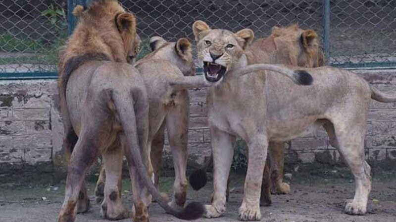 Govt bans pet lions, other big cats’ ownership in Punjab