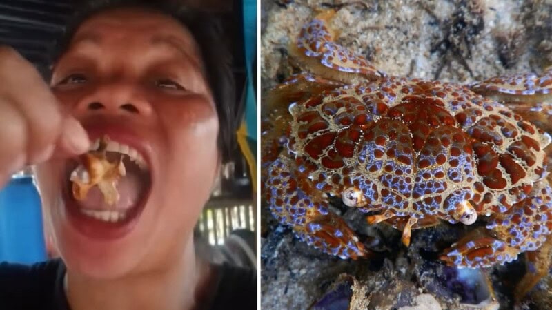 Food influencer dies after eating poisonous ‘devil crab’ in viral video