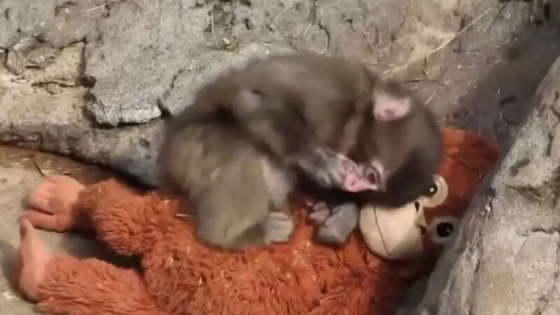 Viral baby monkey ‘Punch’ begins life with troop after months of isolation