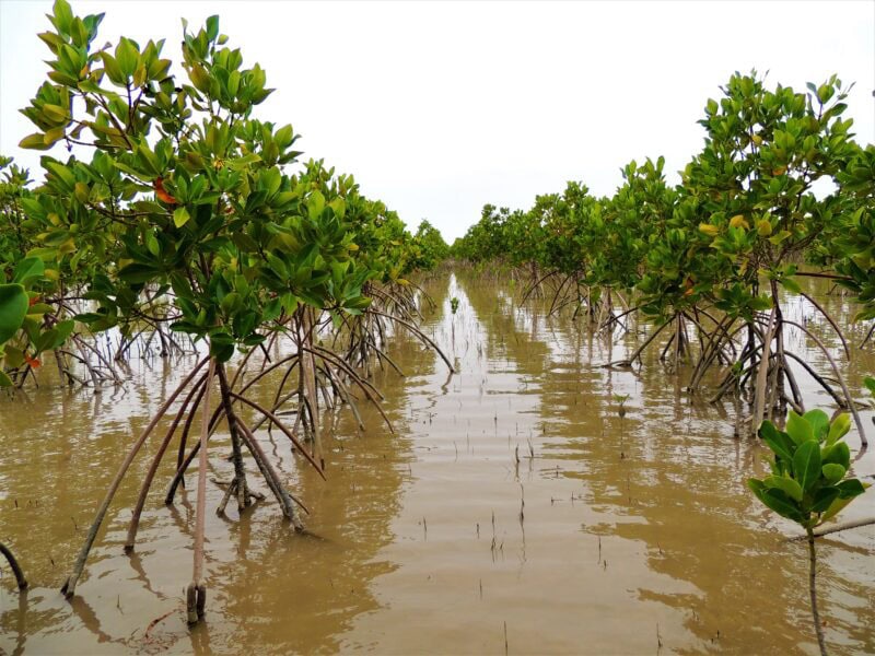 Mangrove centres, nurseries: Probe launched into Rs260m corruption in Balochistan projects