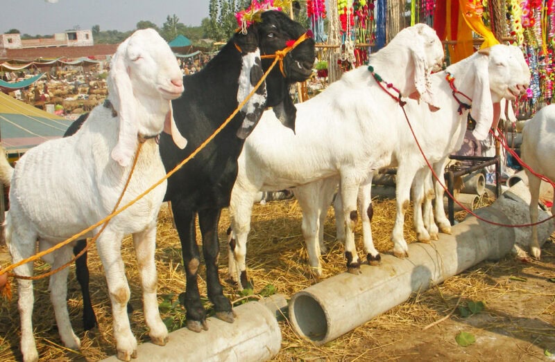 Sacrificial goats worth Rs1.9m stolen from Karachi