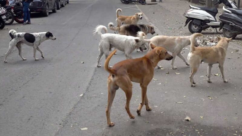 Islamabad High Court bans killing of stray dogs, orders to implement humane methods of population control