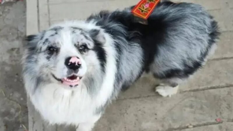 Famous dog with 1.5 million followers, stolen and eaten in China