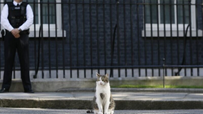Larry the cat waits on his seventh PM as Starmer steps down