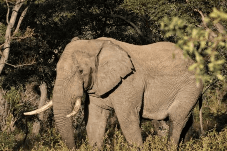 ‘Nowhere left to run’: Angry elephant tracks down family to kill two members, 14 years after killing first two