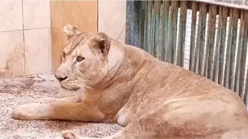 Rare white lioness dies at Sher Bagh Bahawalpur, authorities to investigate