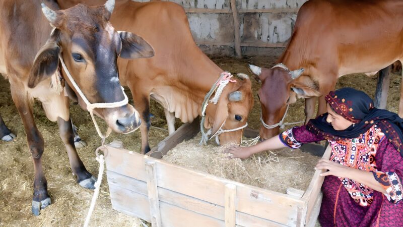 Widowed, divorced women to get free livestock under new Punjab govt programme