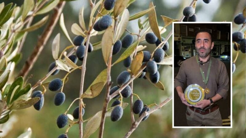 Pakistani olive oil brand wins gold medal at London competition
