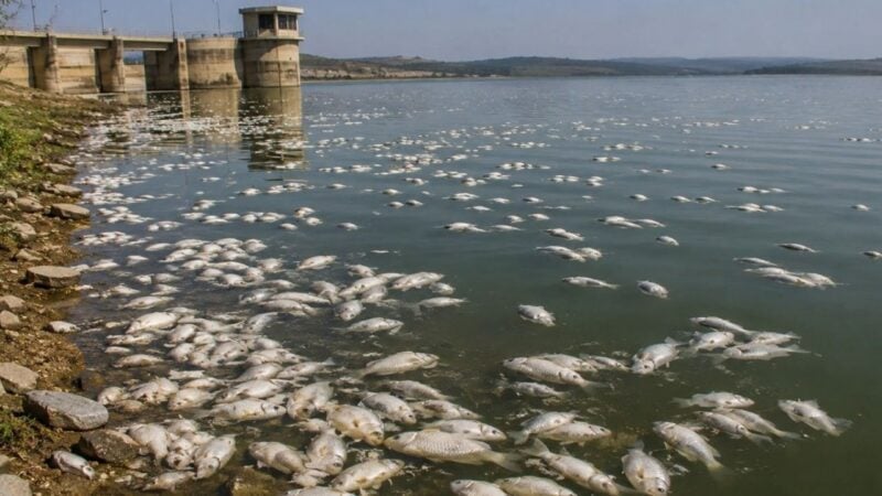 Hundreds of fish found dead in Chakwal’s Dhoke Talian Dam