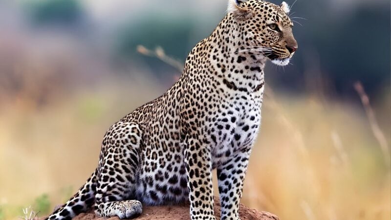 Locals kill leopard in Bajaur after repeated attacks on livestock