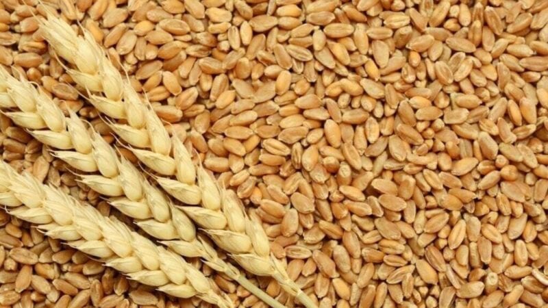 Army to get 100pc local wheat after imported mix dropped due to taste, quality