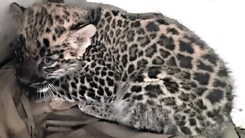 Punjab wildlife officials rescue leopard cub from illegal breeding farm in Lahore