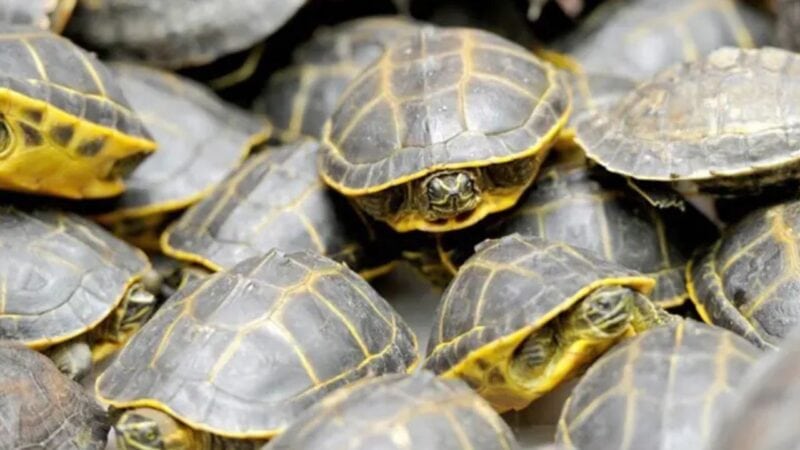Lahore man arrested for trading rare Indian flapshell turtles online