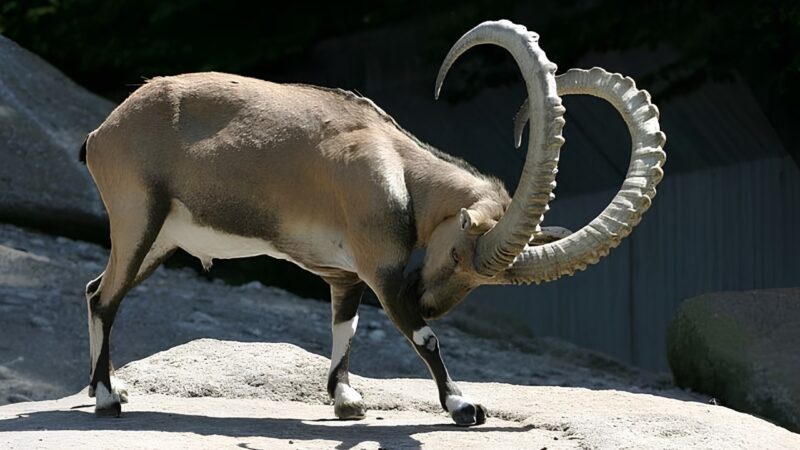Gilgit-Baltistan to auction hunting permits for 117 animals in 2026-27 season