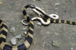 Punjab reports 1,060 snake-bite cases, six deaths in eight months