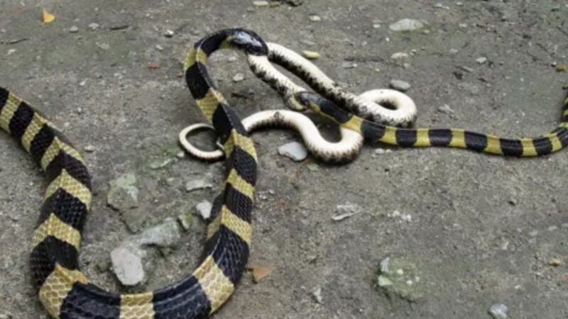 Punjab reports 1,060 snake-bite cases, six deaths in eight months