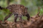 Bolivia’s ‘Tilcayo’ becomes first new cat species identified in over a century