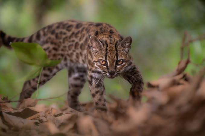 Bolivia’s ‘Tilcayo’ becomes first new cat species identified in over a century