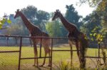 Here’s how you can adopt an animal at Lahore Zoo