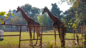 Here’s how you can adopt an animal at Lahore Zoo