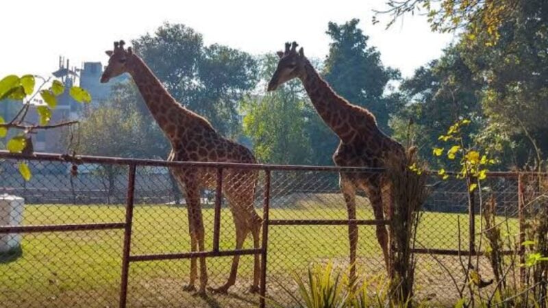 Here’s how you can adopt an animal at Lahore Zoo