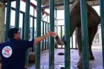 Foreign veterinarians examine ailing elephant Madhubala at Karachi Safari Park