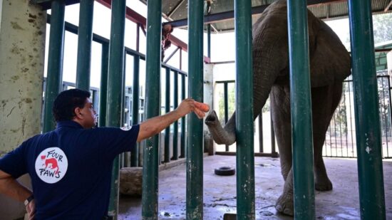 Foreign veterinarians examine ailing elephant Madhubala at Karachi Safari Park