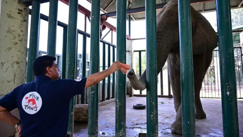 Foreign veterinarians examine ailing elephant Madhubala at Karachi Safari Park